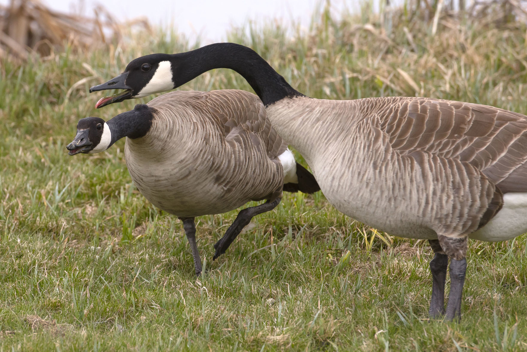 Angry geese
